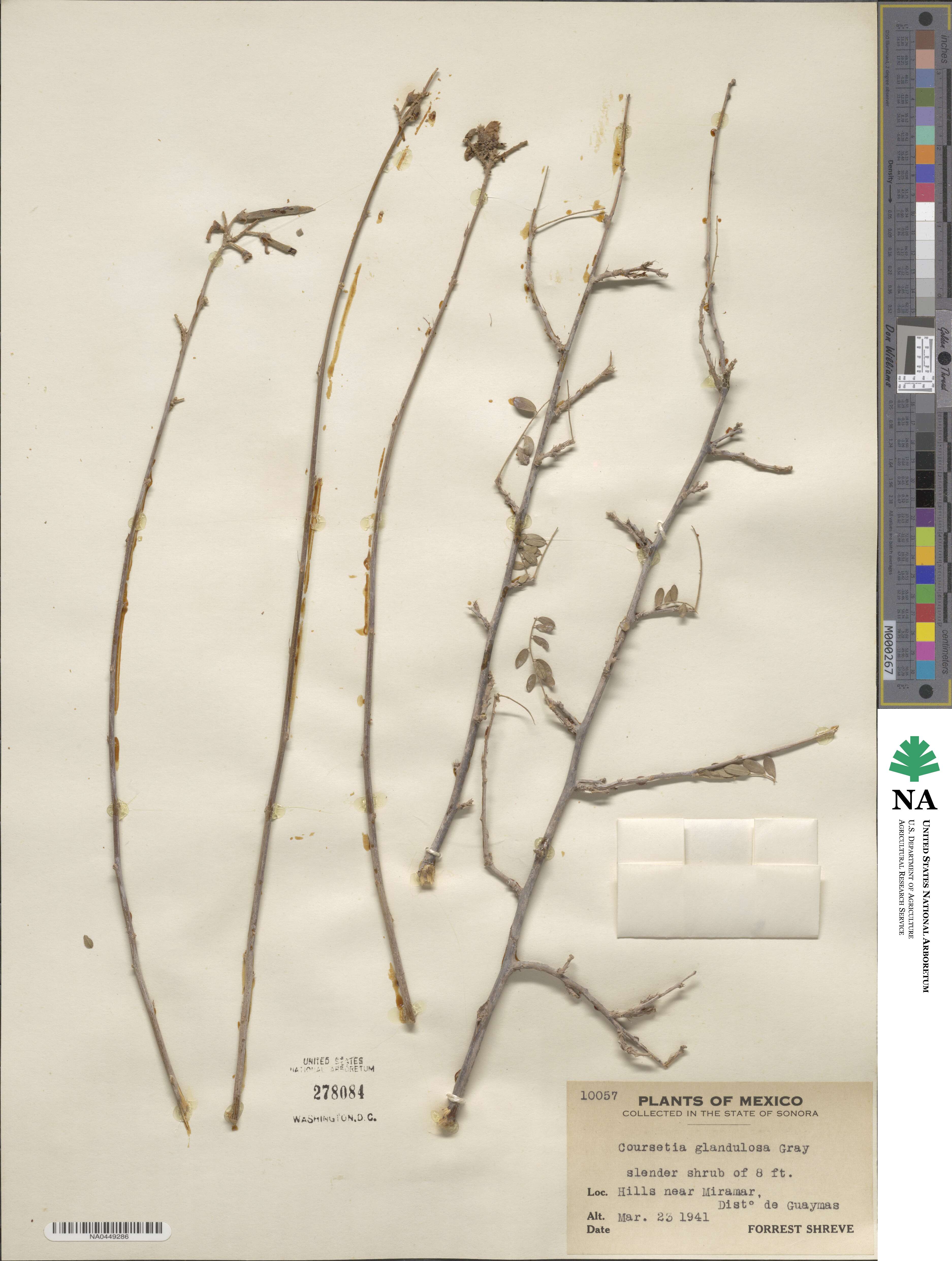 Coursetia glandulosa image