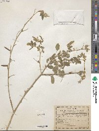 Image of Coursetia greenmanii