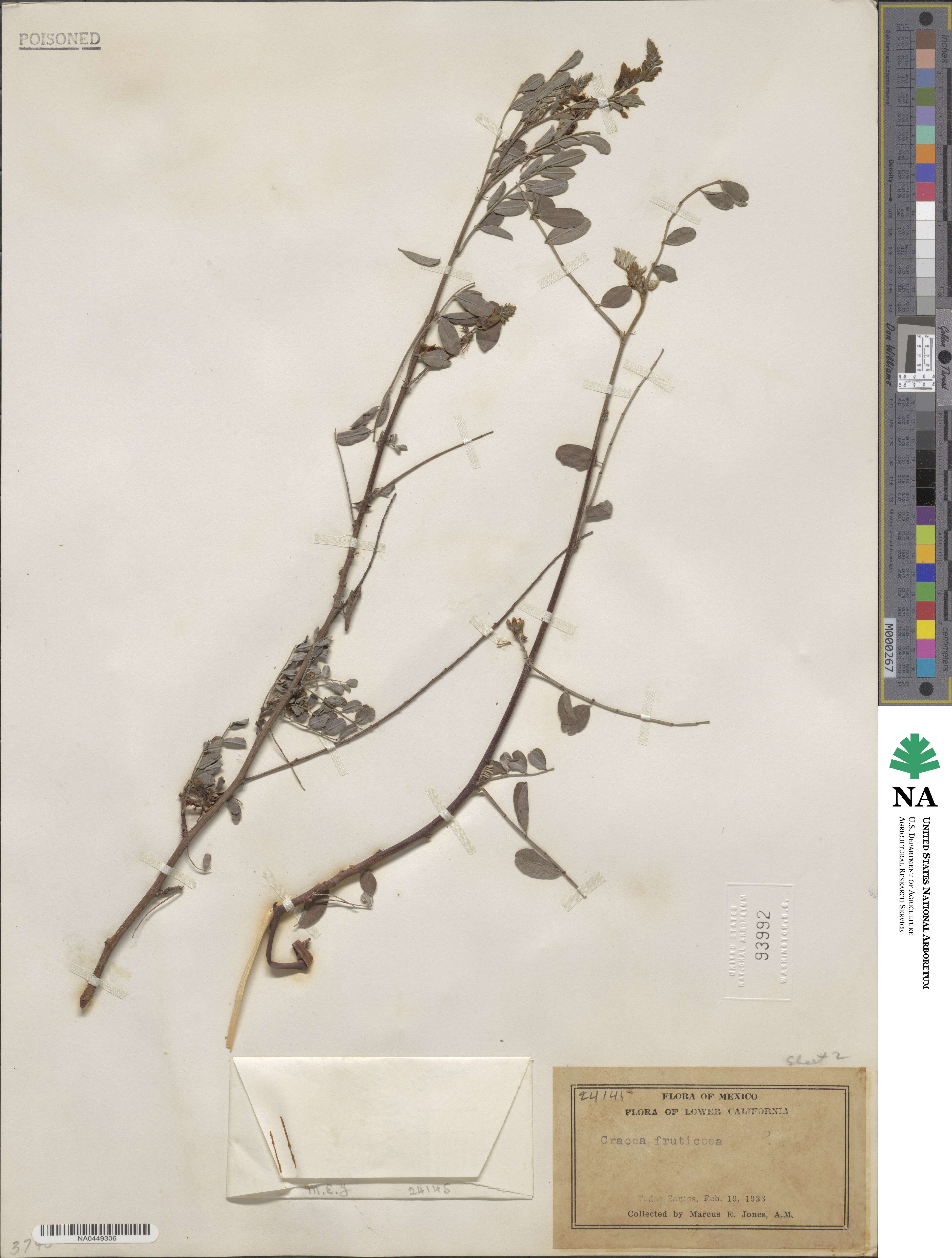 Coursetia caribaea var. caribaea image