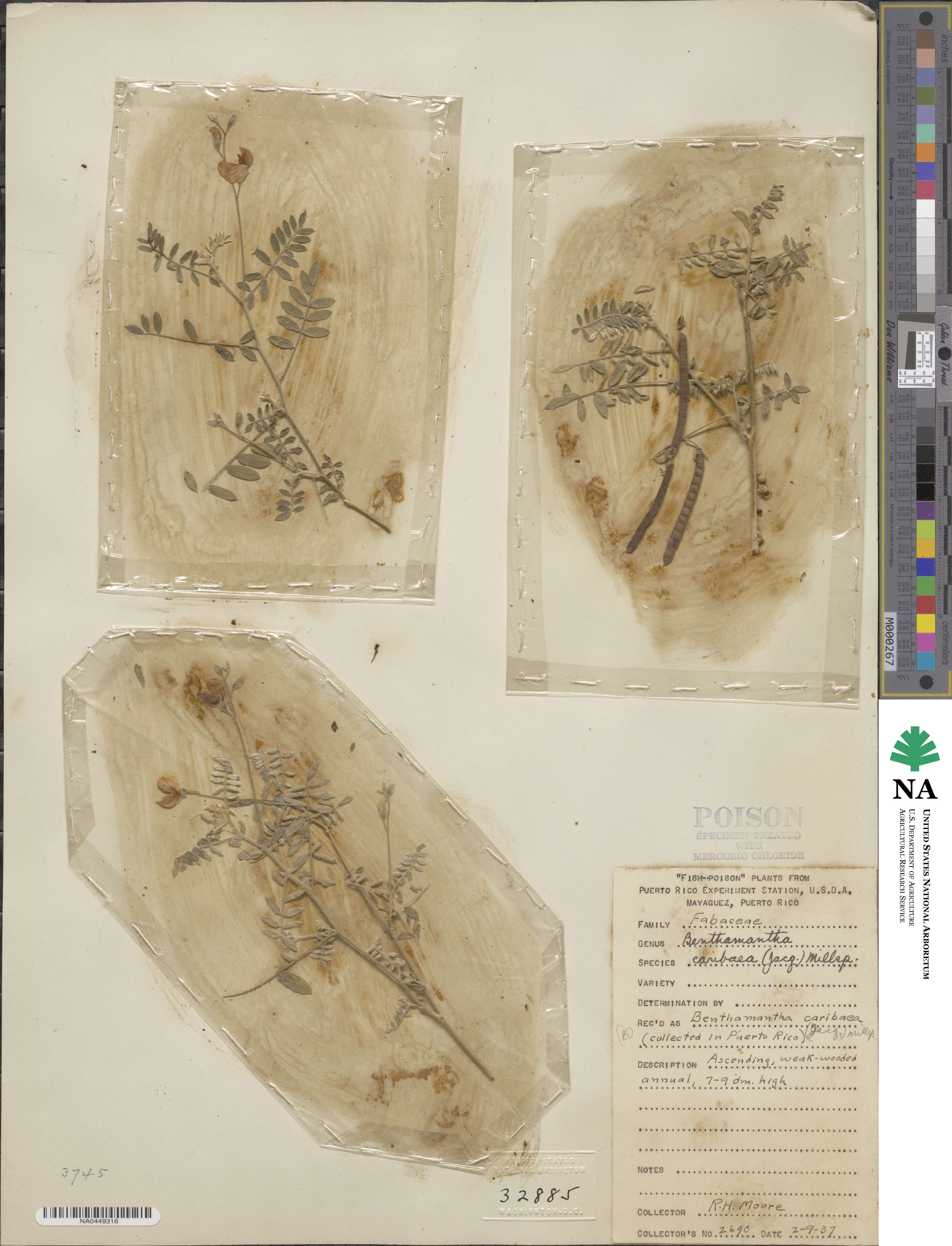 Coursetia caribaea image