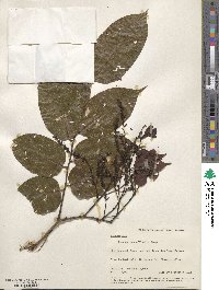 Pterocarpus officinalis image