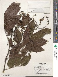 Pterocarpus officinalis image