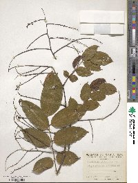 Pterocarpus officinalis image