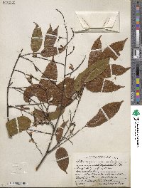 Pterocarpus officinalis image