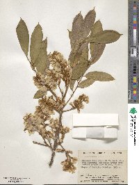 Pterocarpus rohrii image