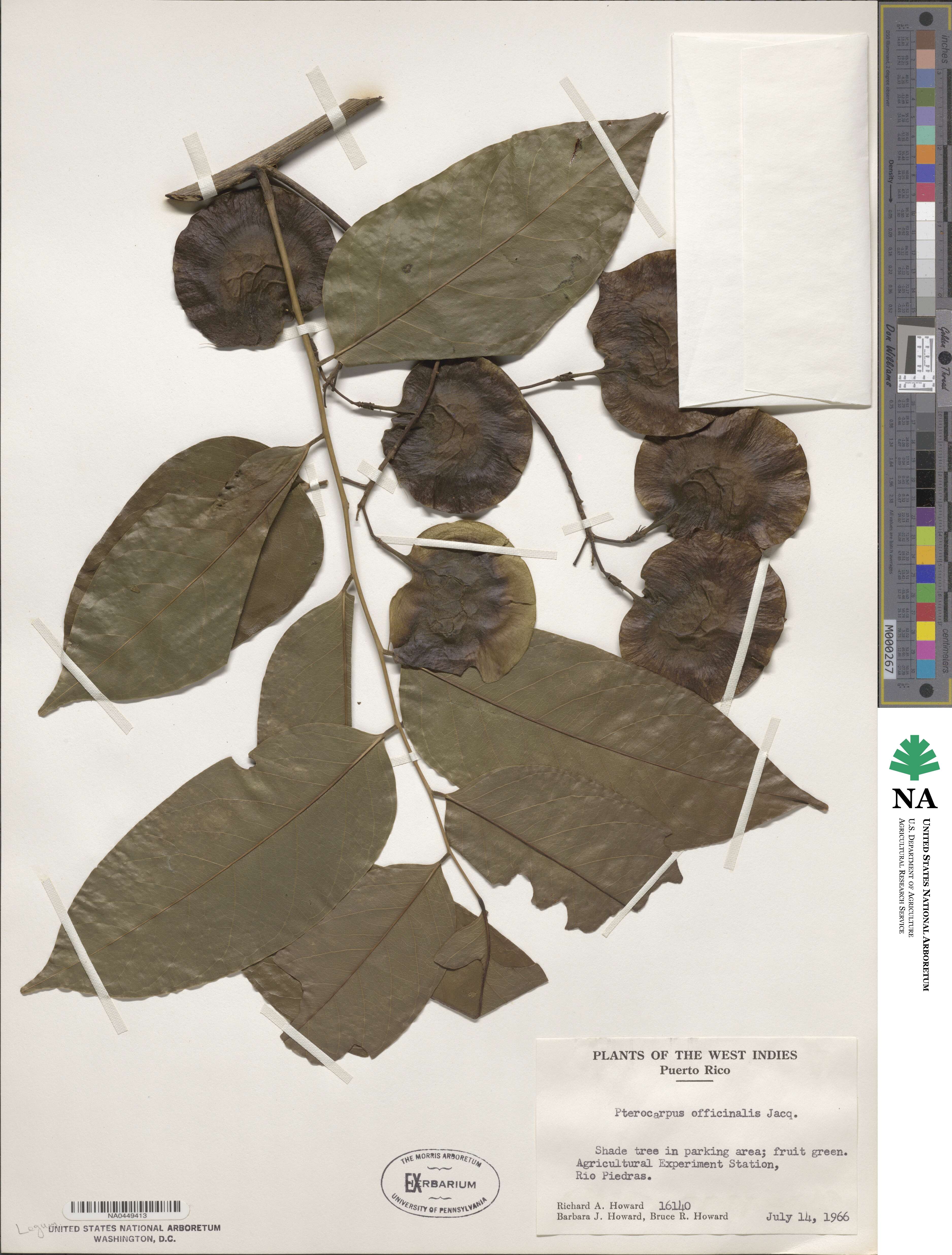 Pterocarpus image