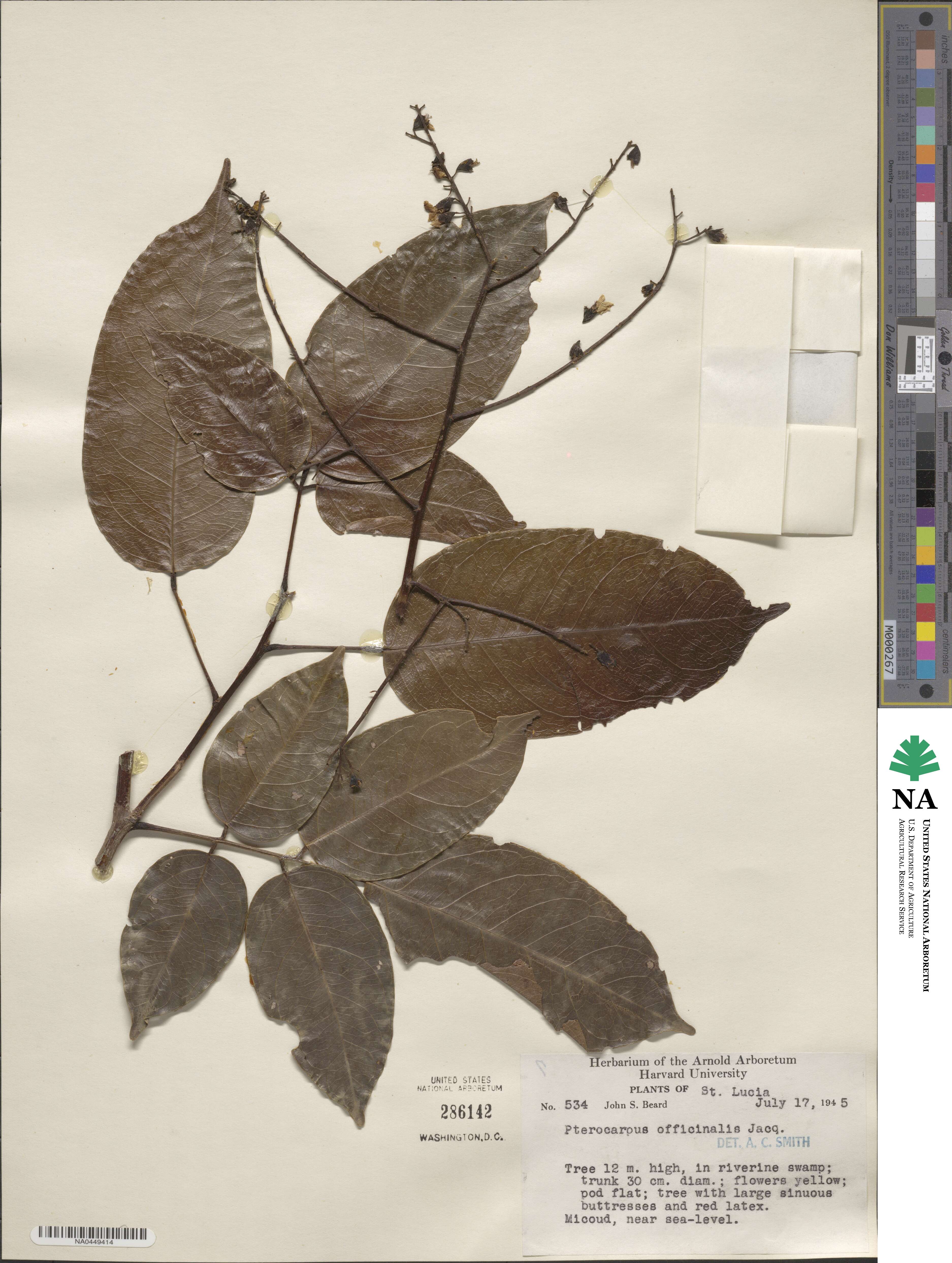 Pterocarpus officinalis image