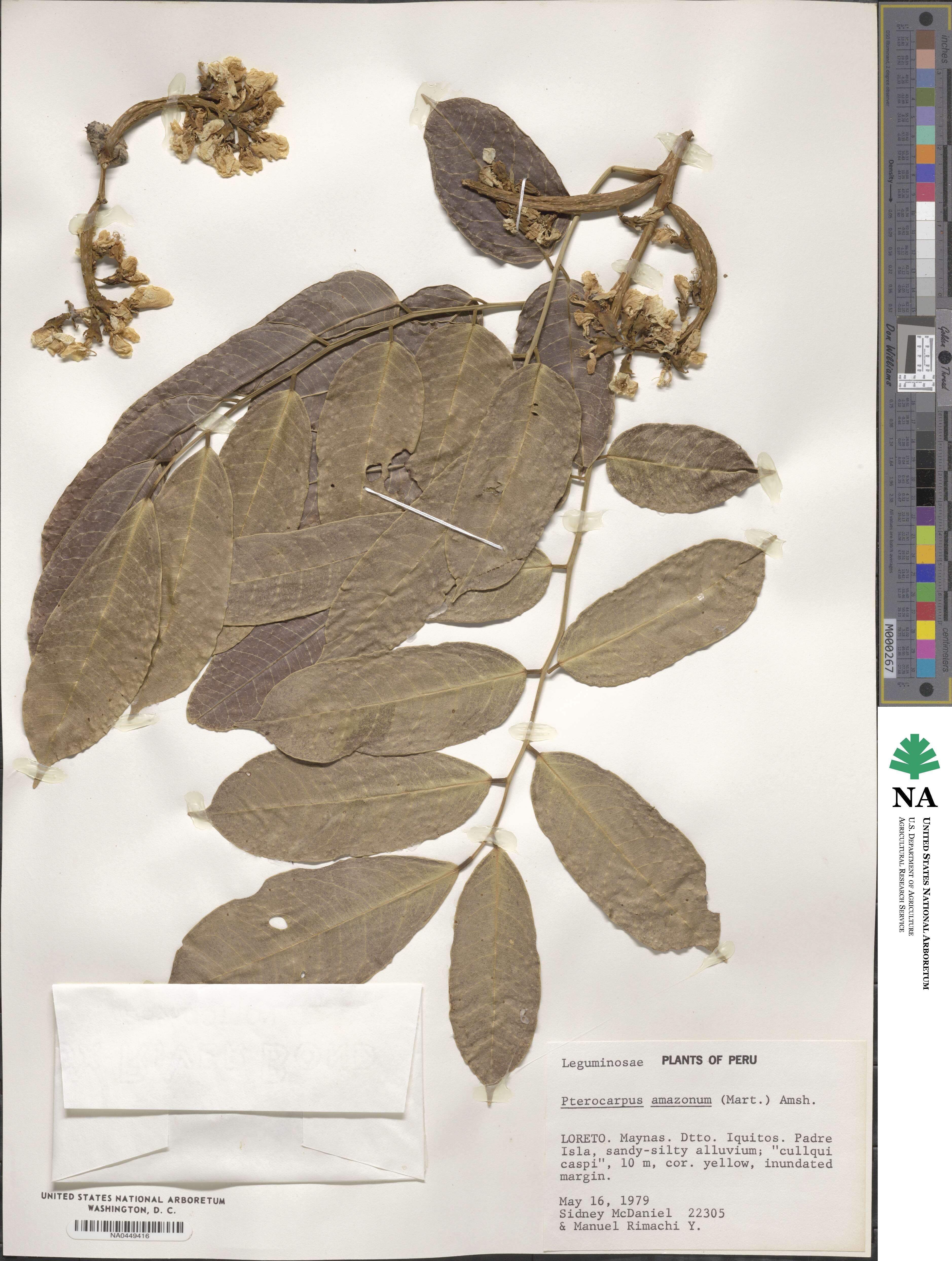 Pterocarpus amazonum image