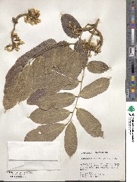 Pterocarpus amazonum image