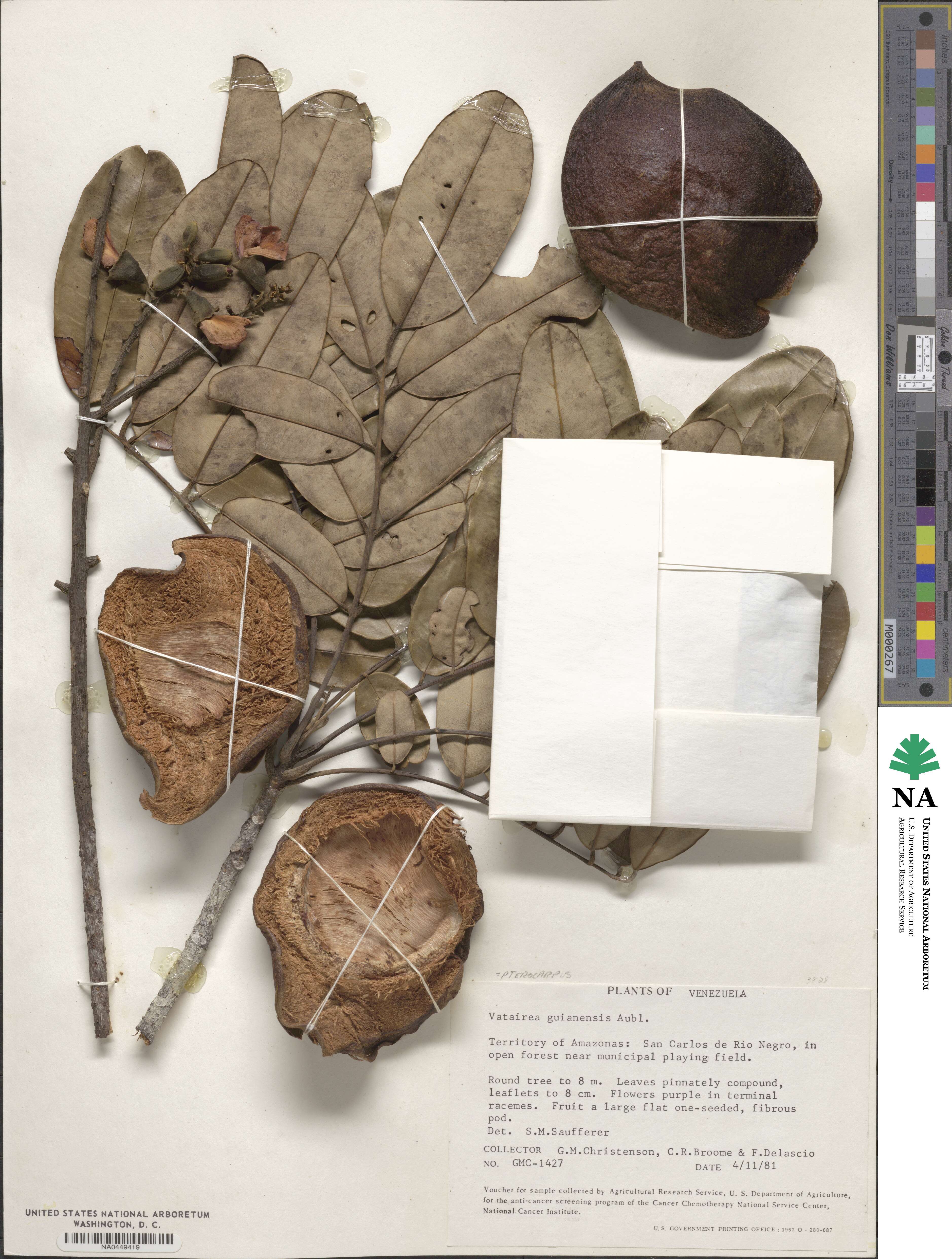 Deguelia scandens image