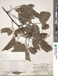 Pterocarpus officinalis image