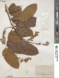 Pterocarpus rohrii image