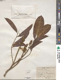 Pterocarpus rohrii image