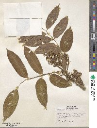 Pterocarpus amazonum image