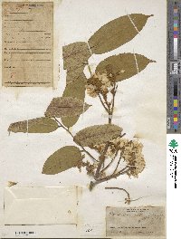 Pterocarpus amazonum image