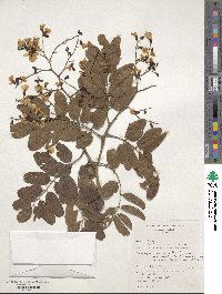 Image of Pterocarpus rotundifolius