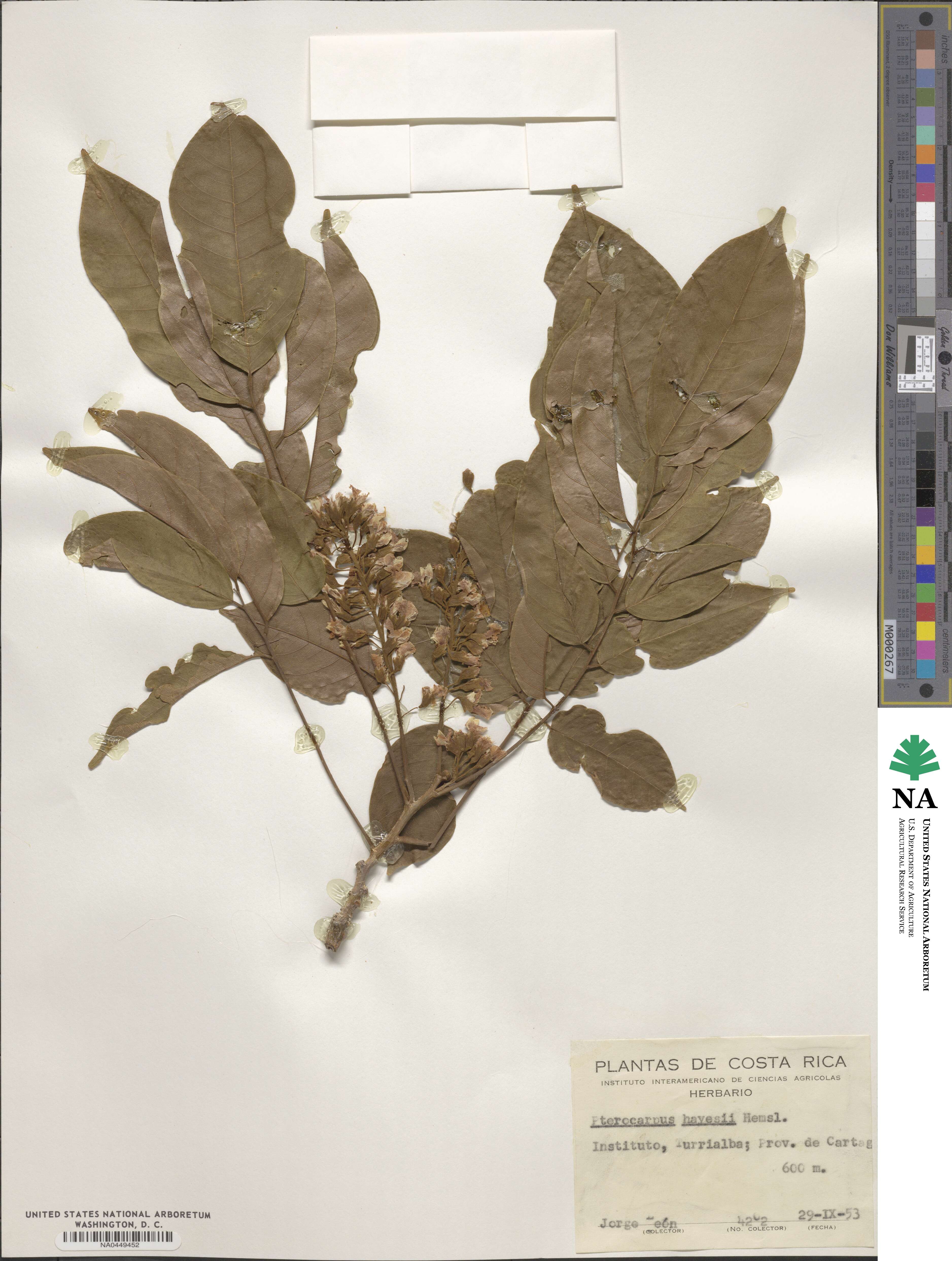 Pterocarpus rohrii image