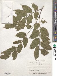 Pterocarpus officinalis image