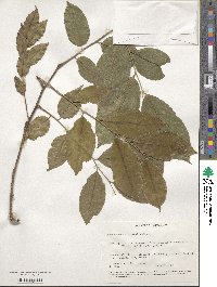 Pterocarpus officinalis image