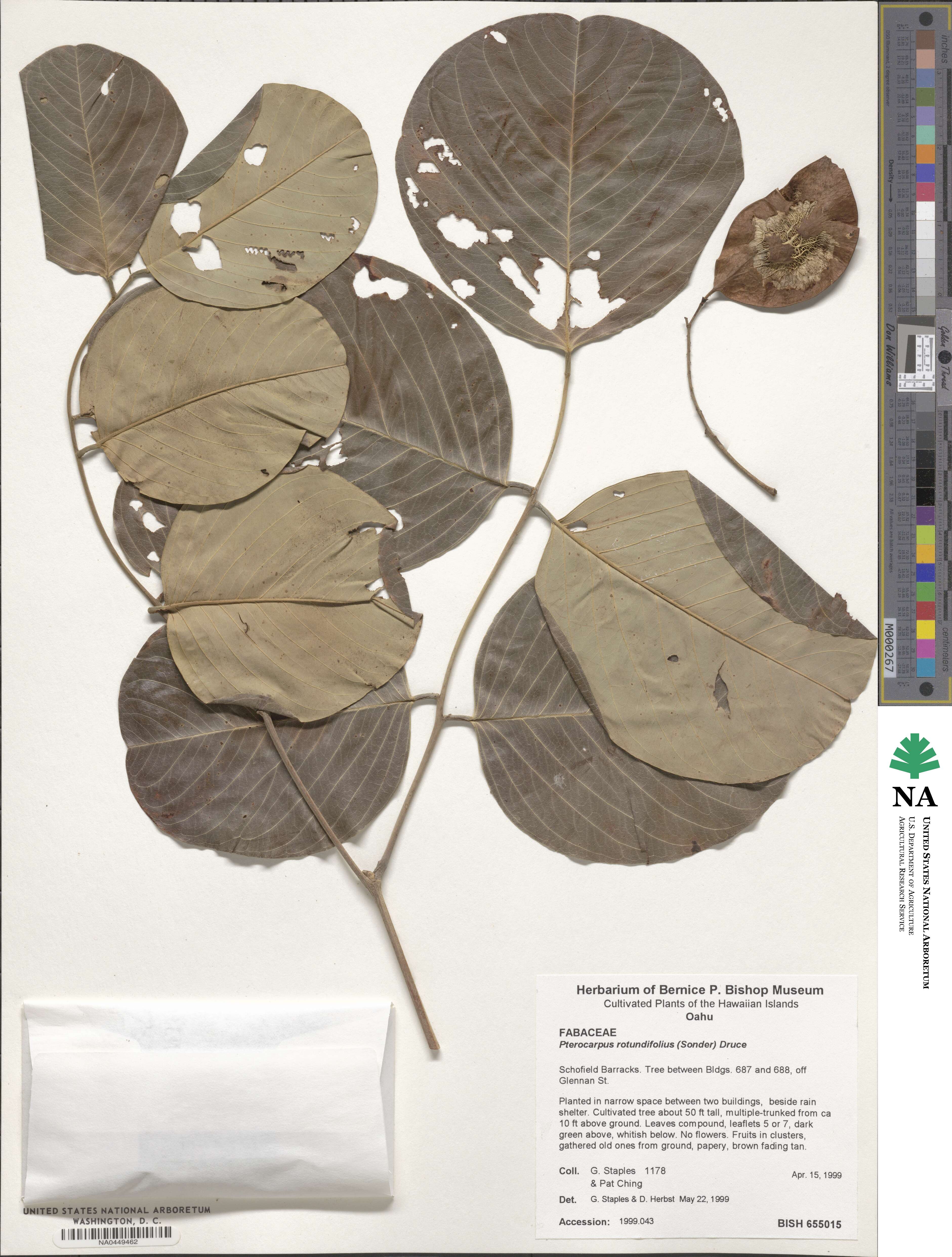 Pterocarpus rotundifolius image