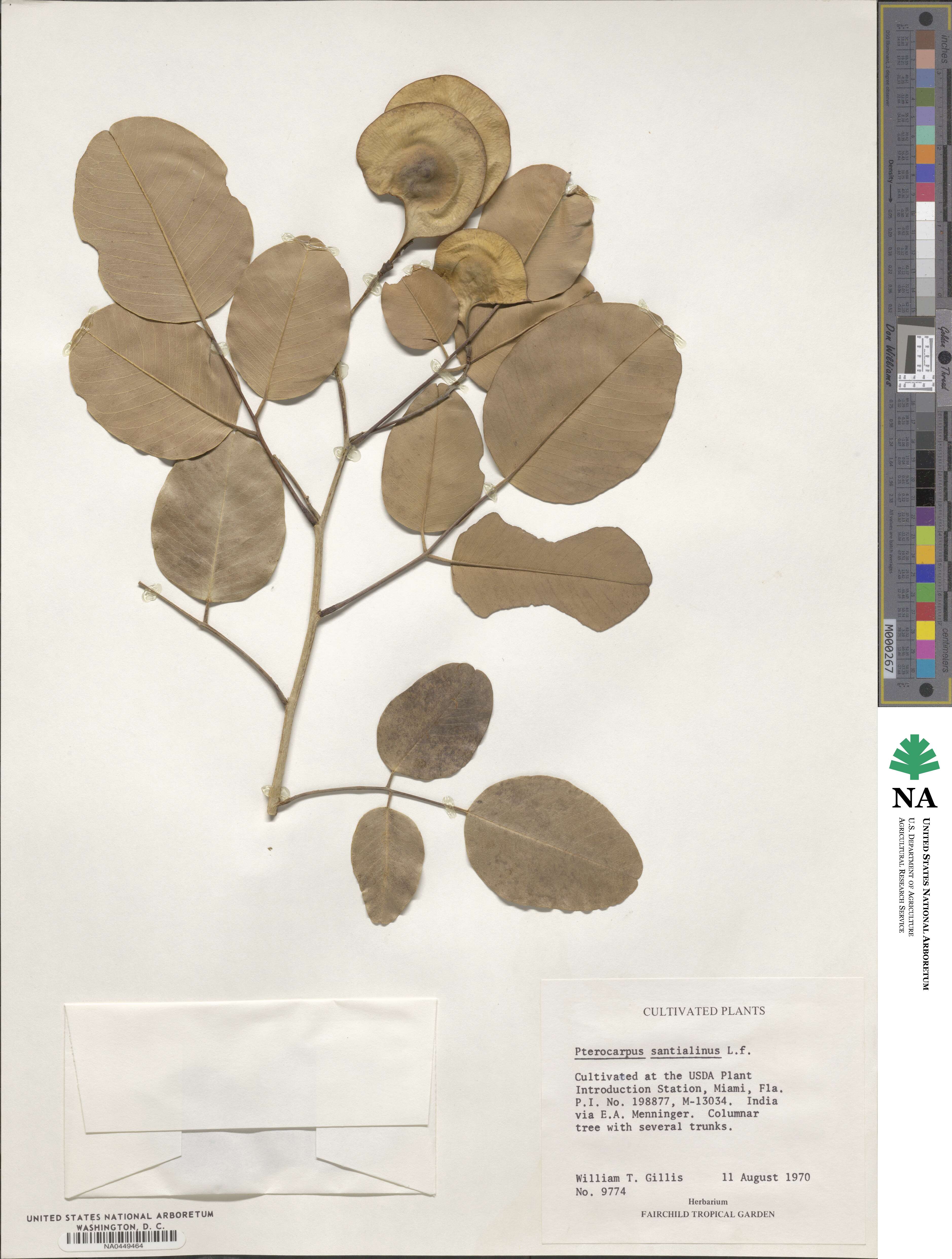 Pterocarpus image