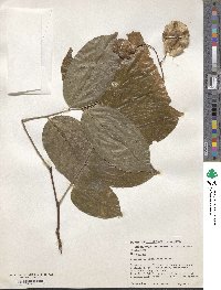 Pterocarpus vidalianus image