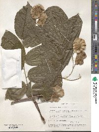 Pterocarpus vidalianus image