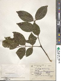 Image of Platymiscium floribundum