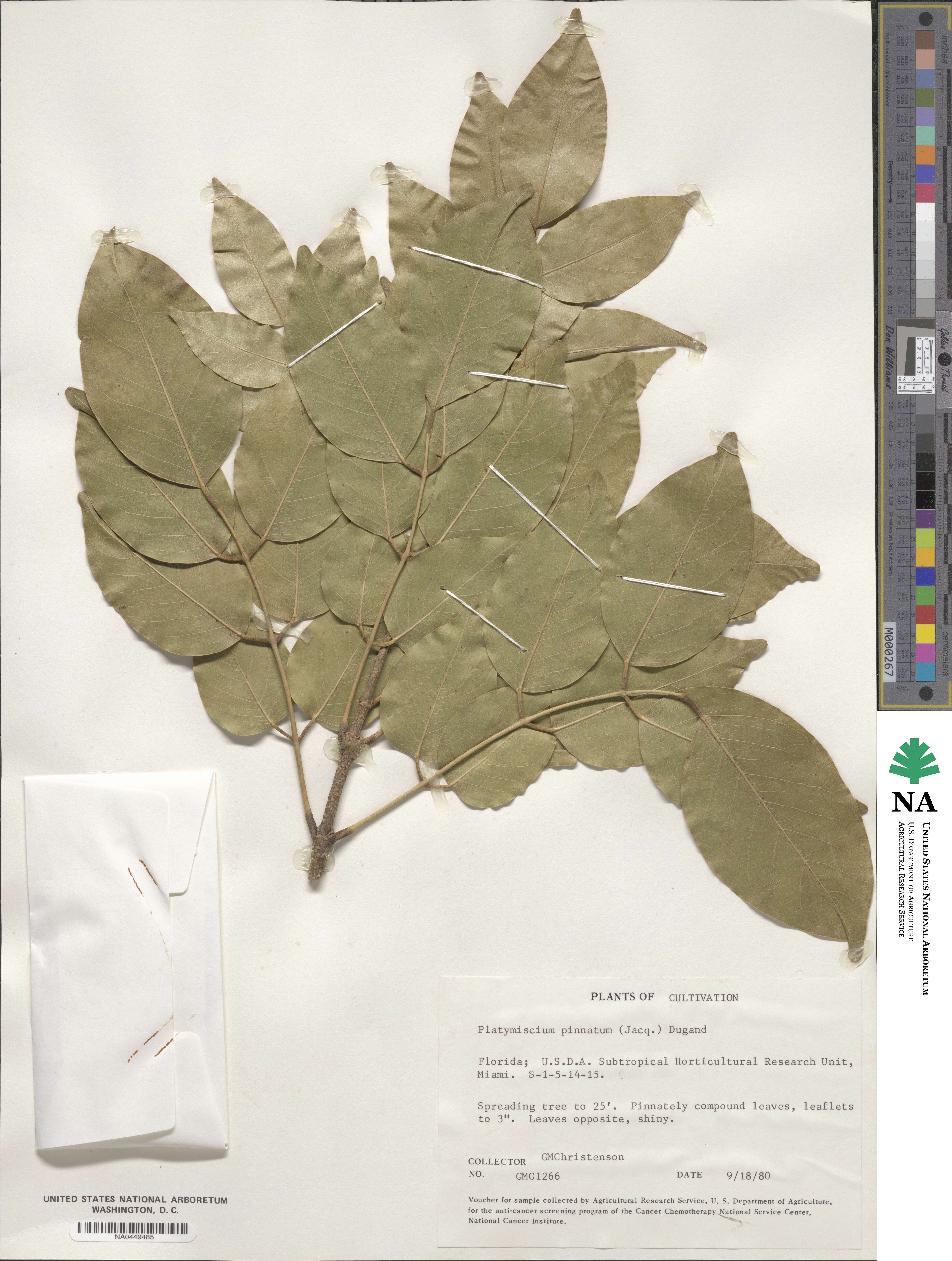 Platymiscium pinnatum image