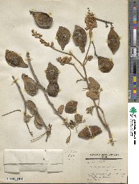 Image of Lonchocarpus eriocarinalis