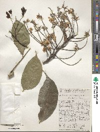 Image of Lonchocarpus guatemalensis