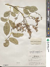 Lonchocarpus guatemalensis image