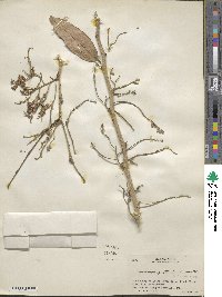 Lonchocarpus guatemalensis image