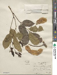 Lonchocarpus guatemalensis image