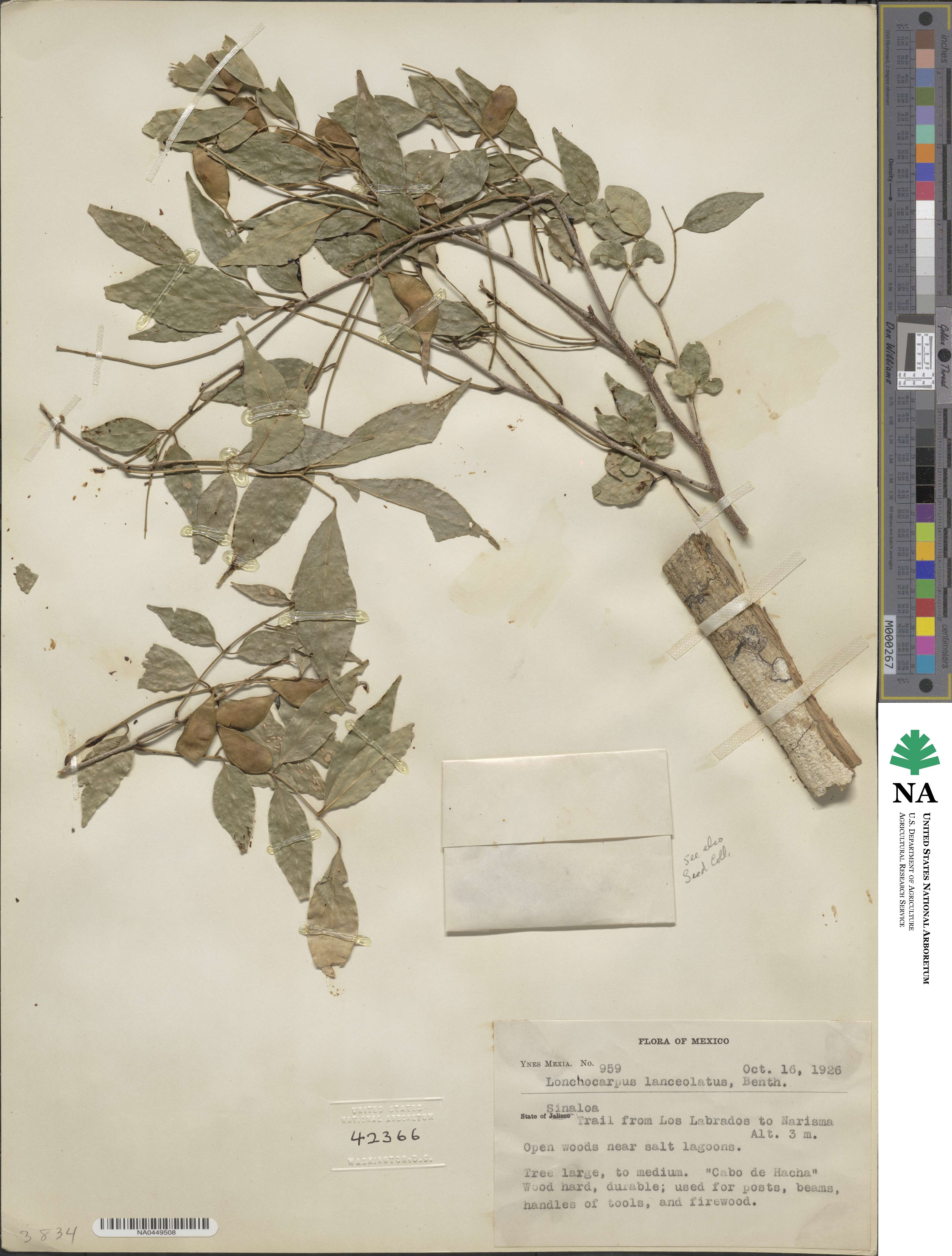 Lonchocarpus lanceolatus image