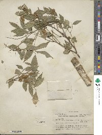 Lonchocarpus lanceolatus image