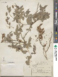 Lonchocarpus lanceolatus image