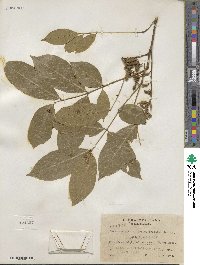 Lonchocarpus heptaphyllus image