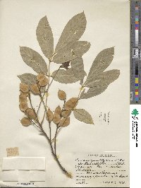 Lonchocarpus heptaphyllus image