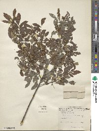 Lonchocarpus minimiflorus image