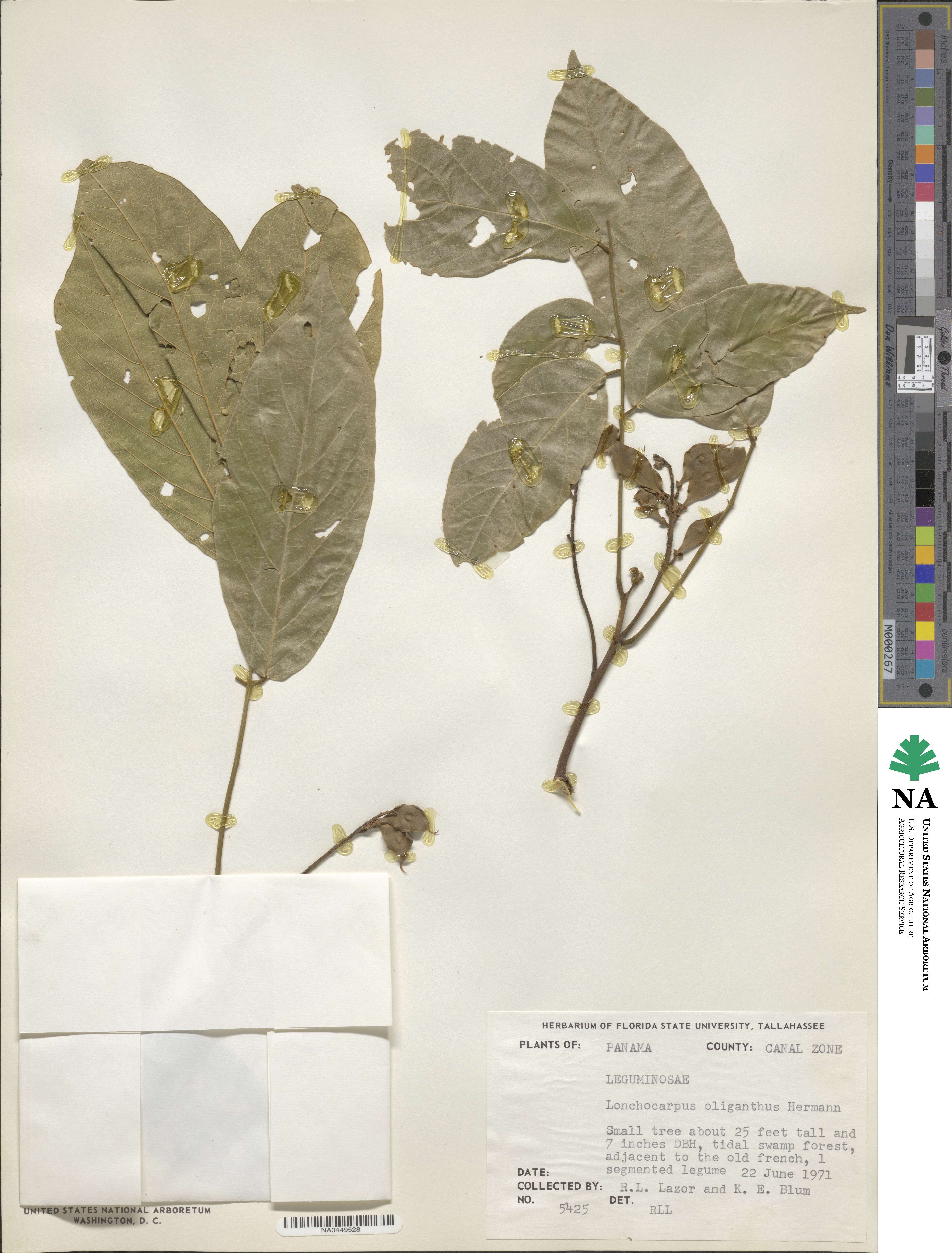 Lonchocarpus oliganthus image