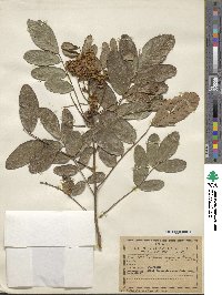 Lonchocarpus rugosus image