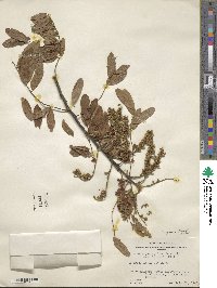 Lonchocarpus rugosus image