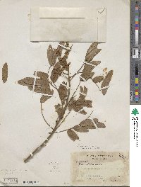 Lonchocarpus rugosus image