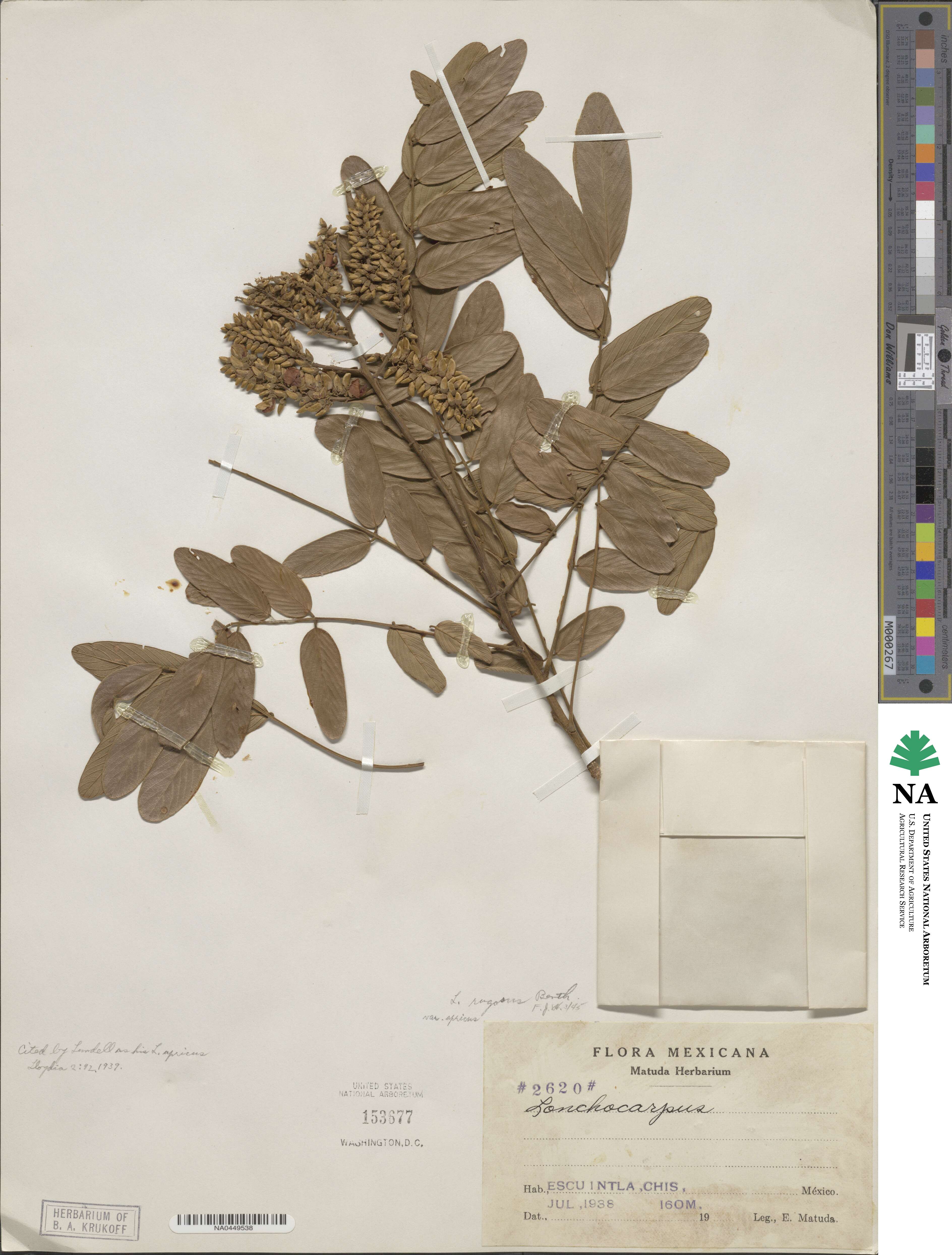 Lonchocarpus rugosus image