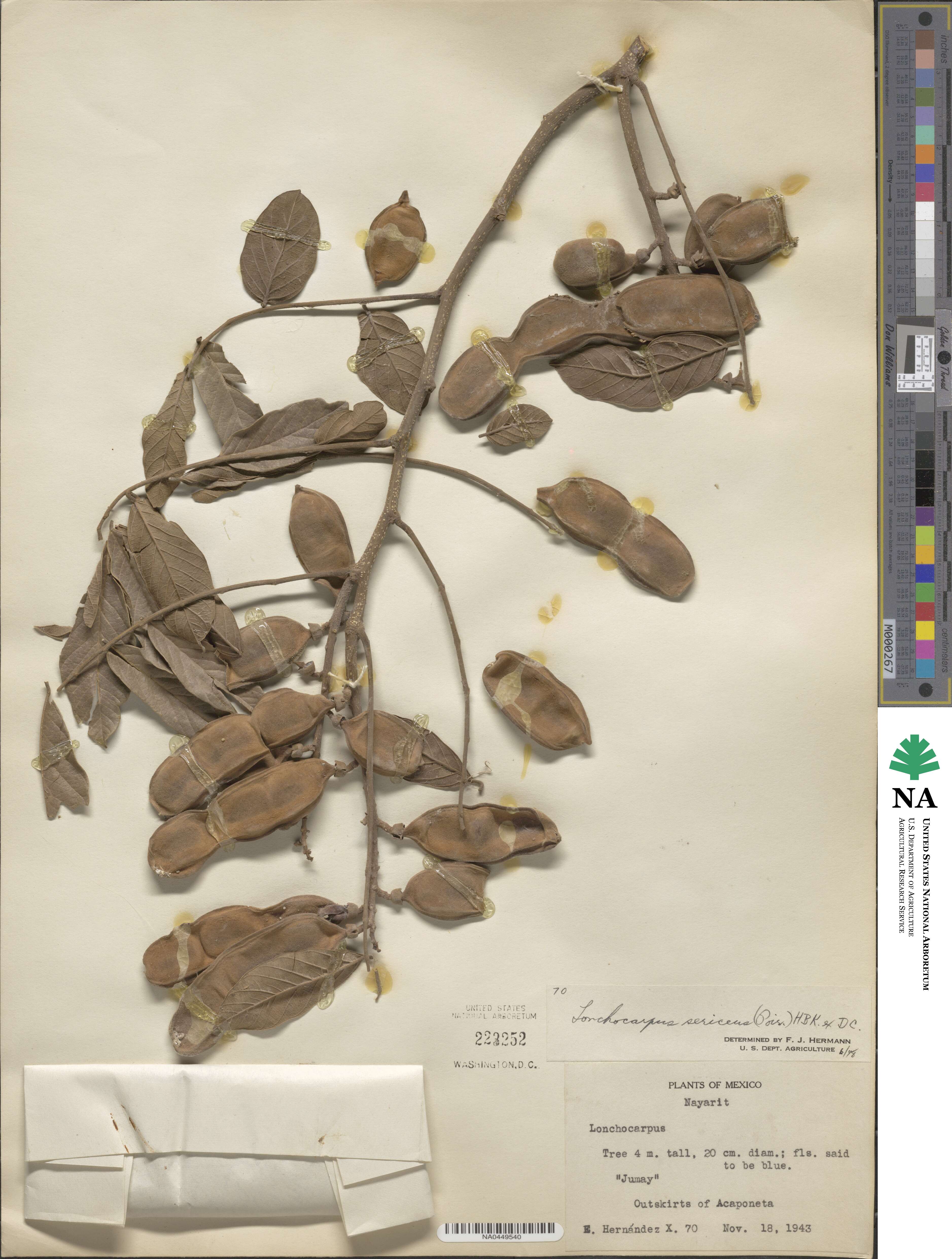 Lonchocarpus sericeus image
