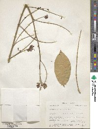 Lonchocarpus velutinus image