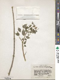 Lonchocarpus heptaphyllus image