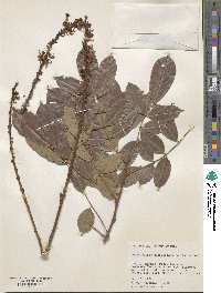 Deguelia densiflora image