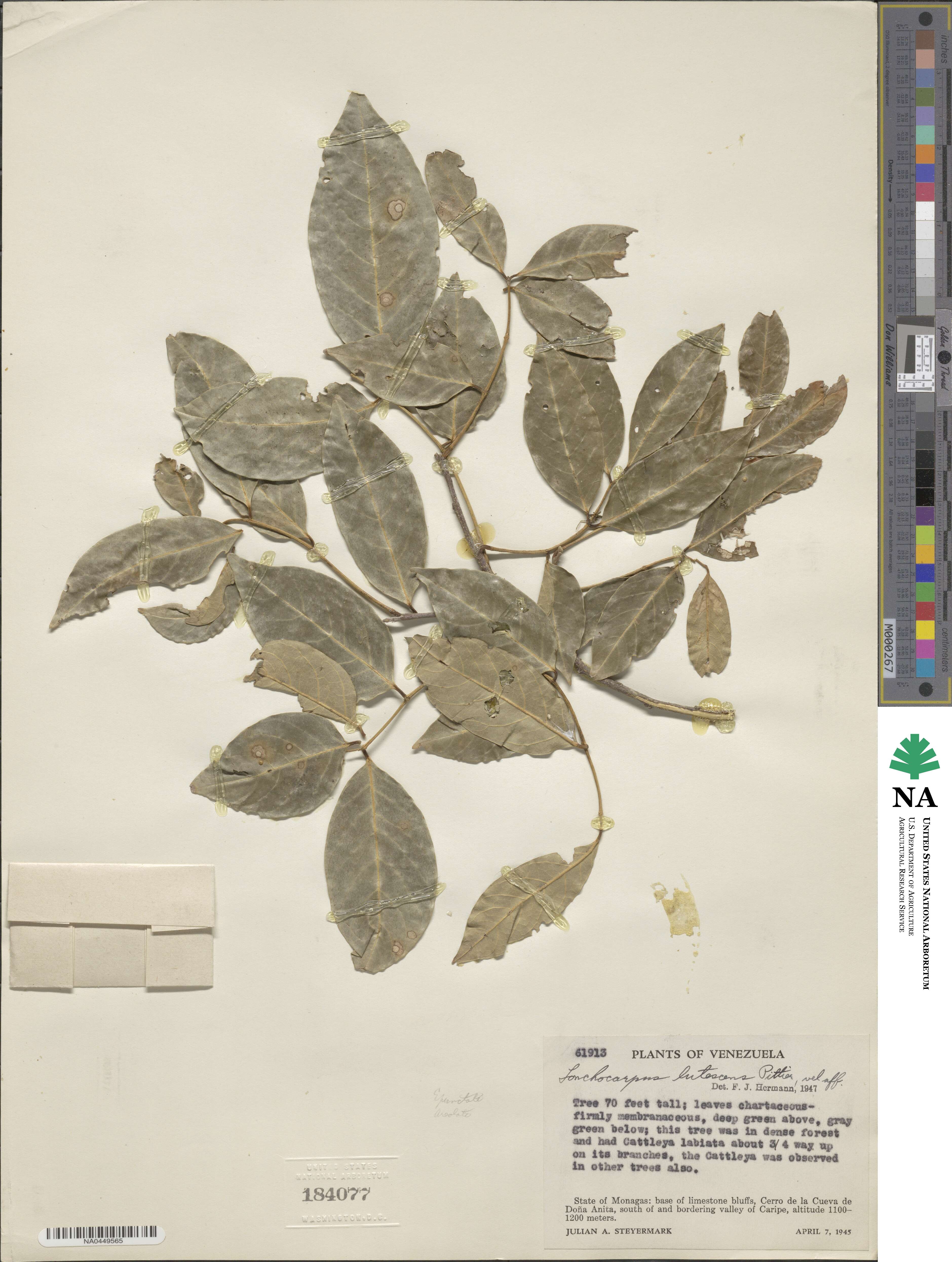 Muellera image